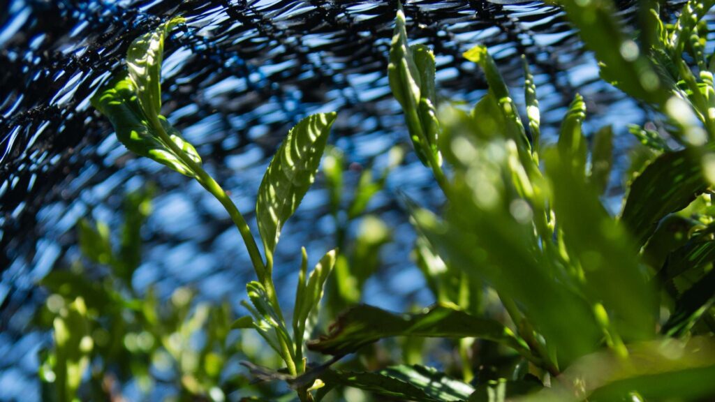 Image of Noritual lab — Single-cultivar matcha from Yame