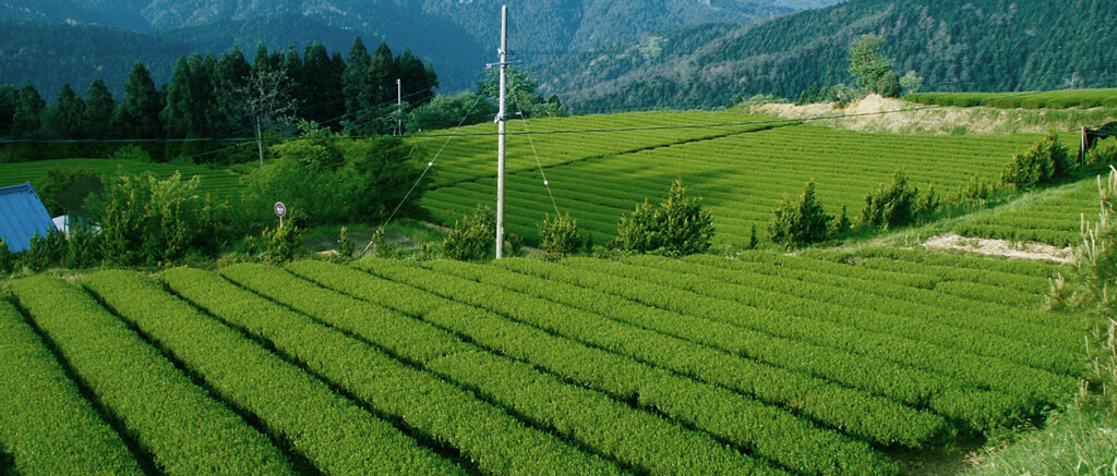 Image of Midori Spring — Authentic Japanese matcha from personal wellness journey