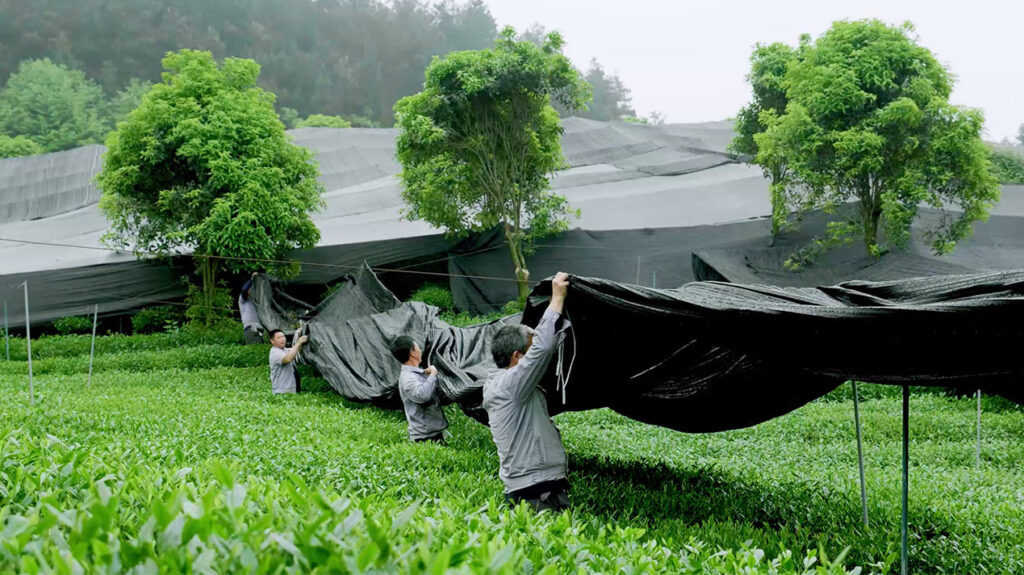 Image of Gui Tea Group — China's largest matcha producer since 2010