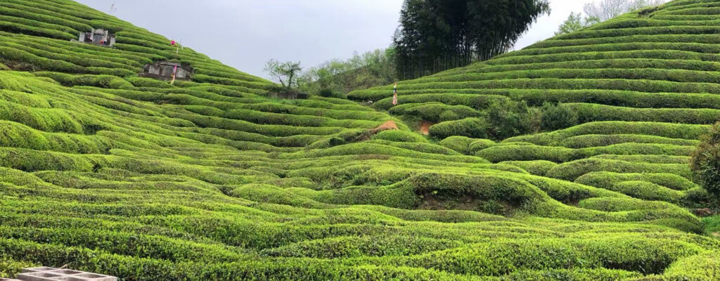 Image of Riching Matcha — Leading Organic Matcha Factory with Million-Square-Meter Farm