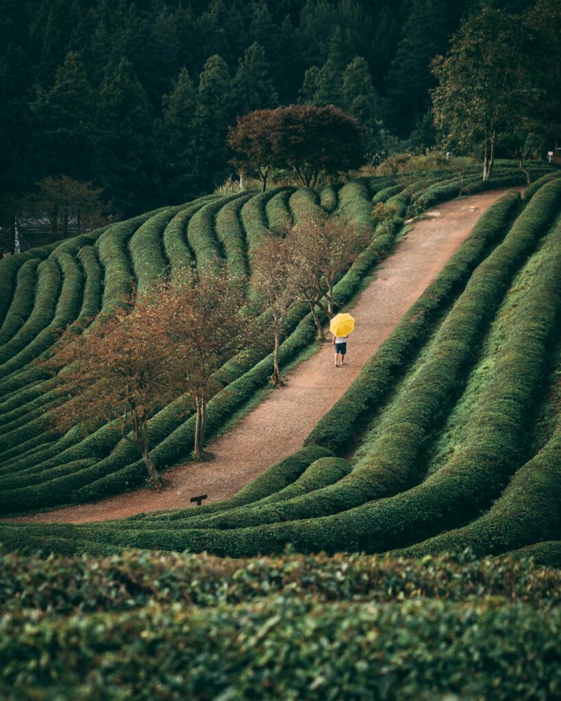 Boseong matcha origins