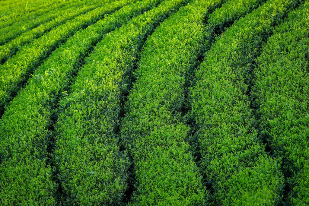 Chiran matcha origins