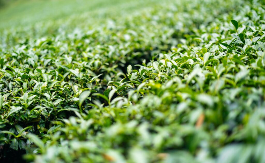 Hwagae matcha origins