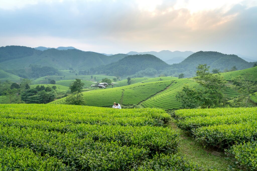 Hadong matcha origins