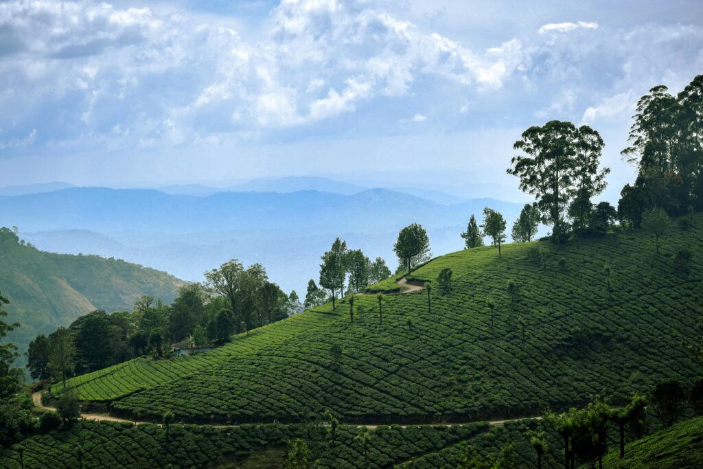 Hangzhou matcha origins