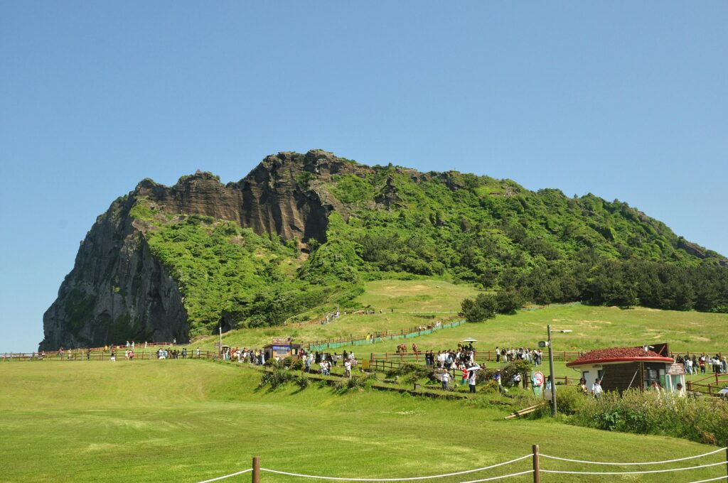 Jeju matcha origins