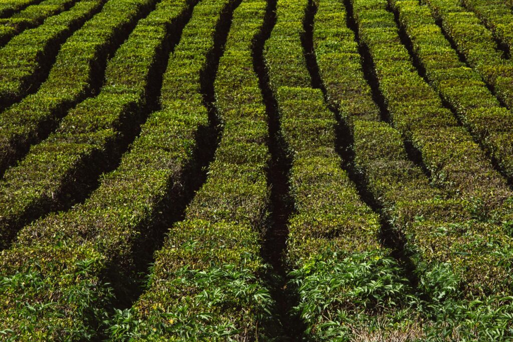 Kizugawa matcha origins