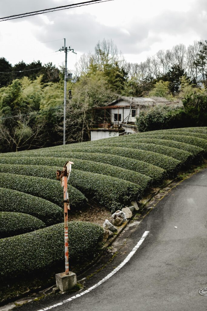 Kyotanabe matcha origins