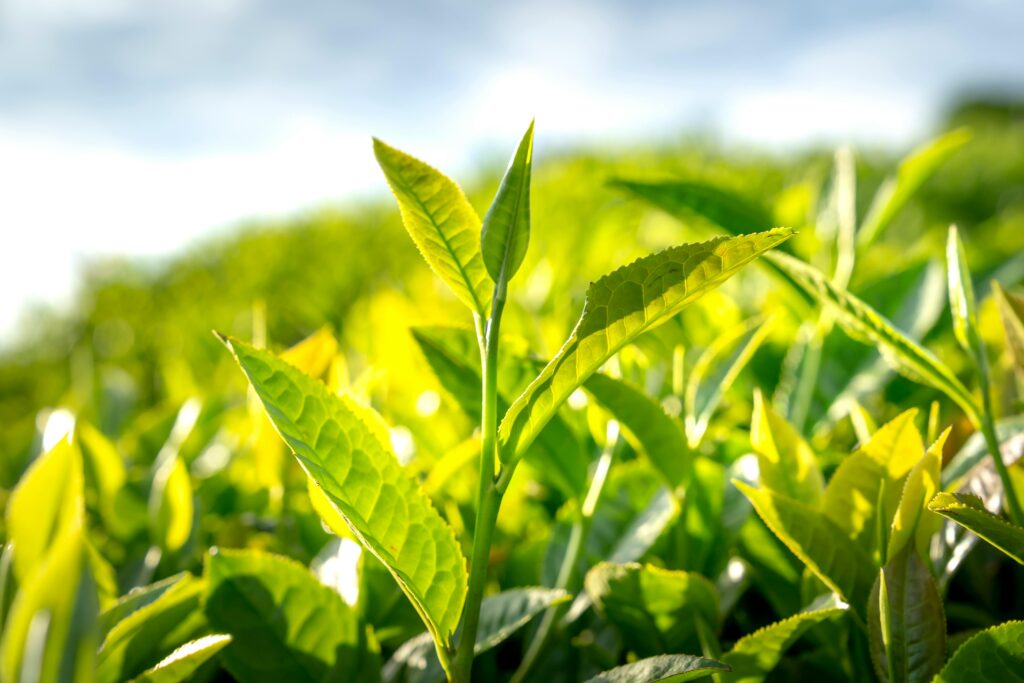 Xihu matcha origins