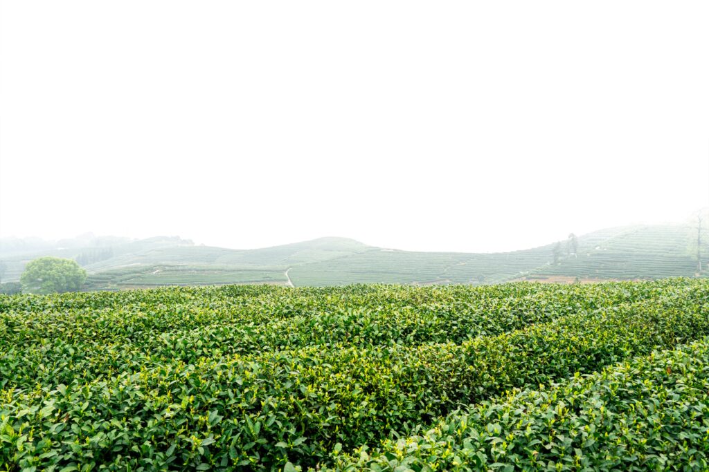 Longyou matcha origins