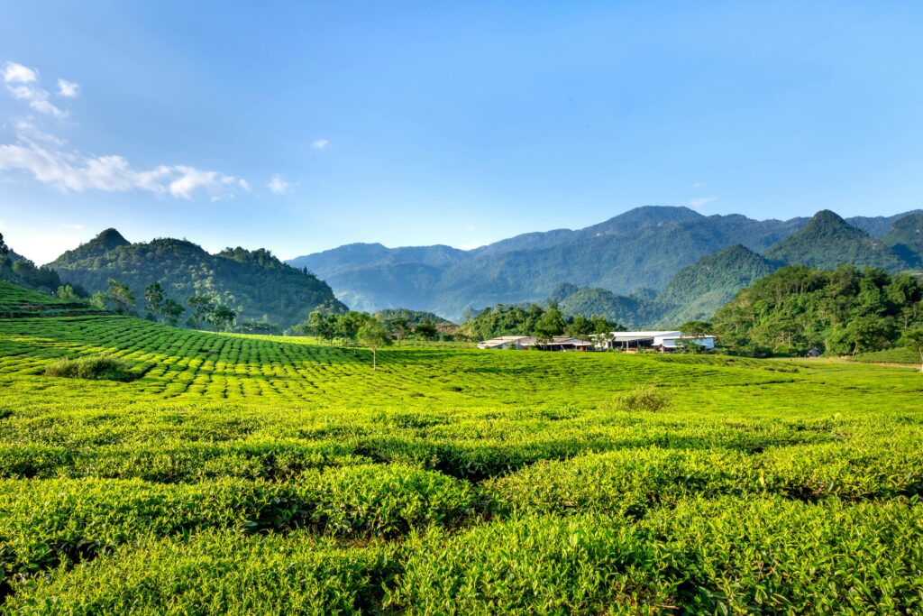 Nuwara Eliya matcha origins