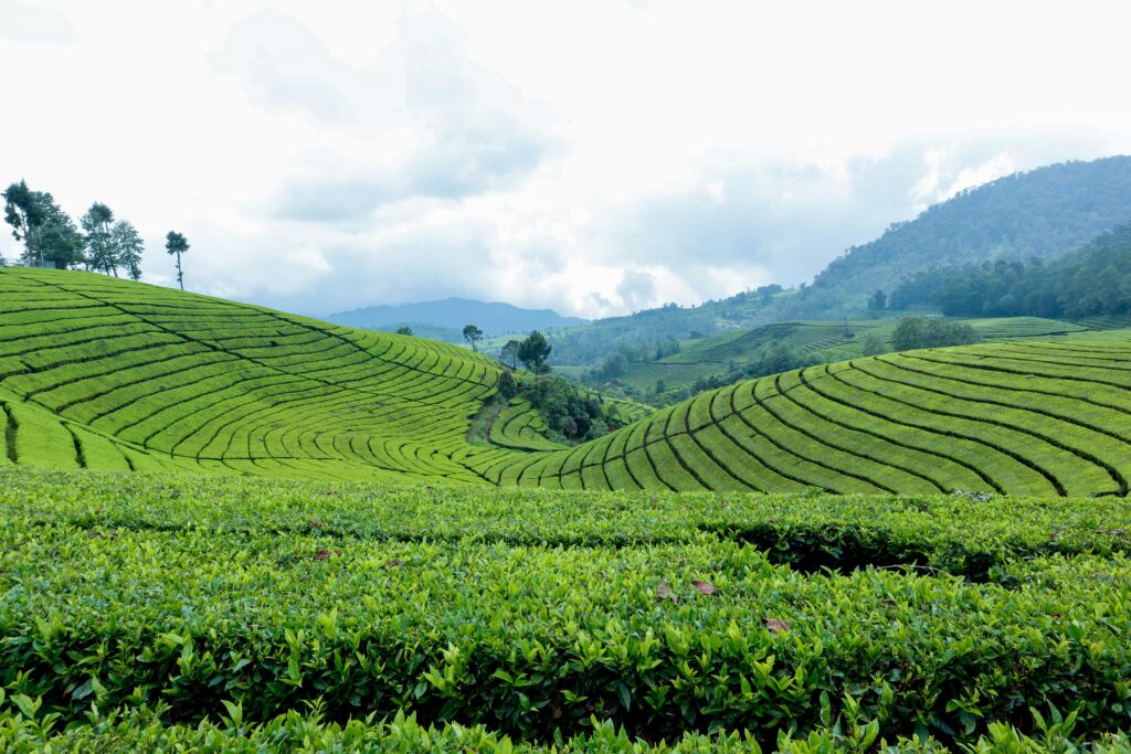 Central Province matcha origins