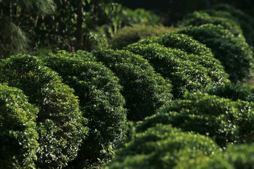 Miyakonojo matcha origins