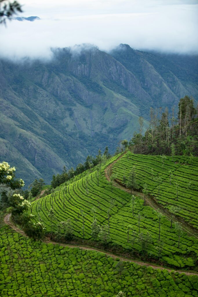 Son La matcha origins