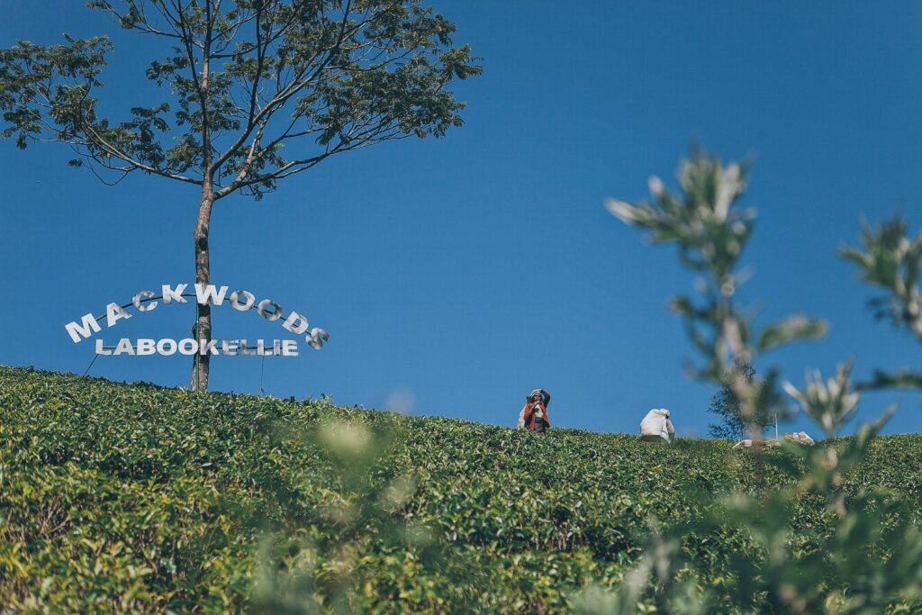 Sri Lanka matcha origins