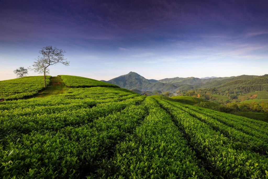 Vietnam matcha origins