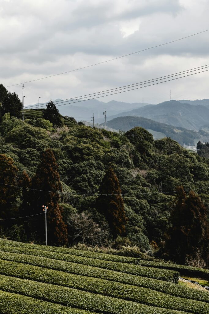Ide matcha origins