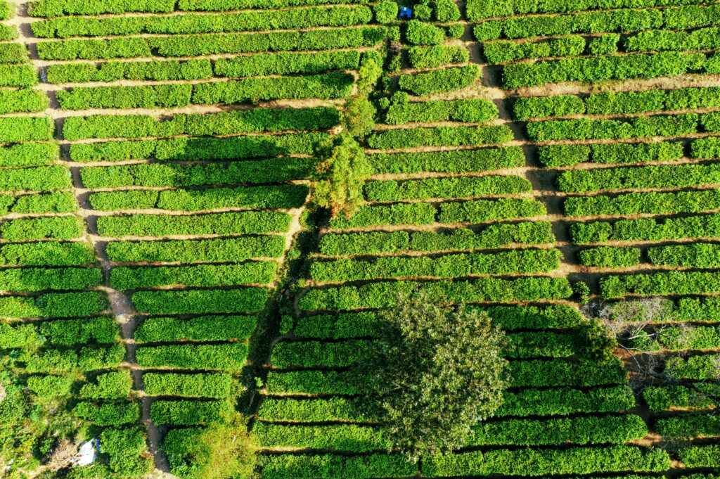Yawata matcha origins