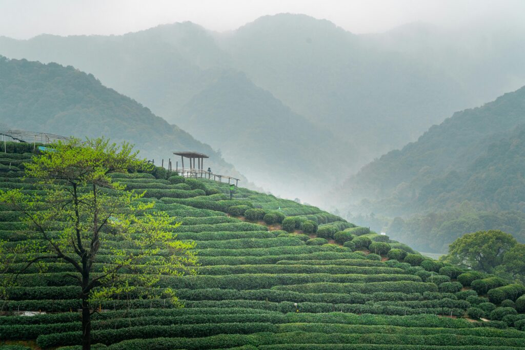 Jiangsu matcha origins