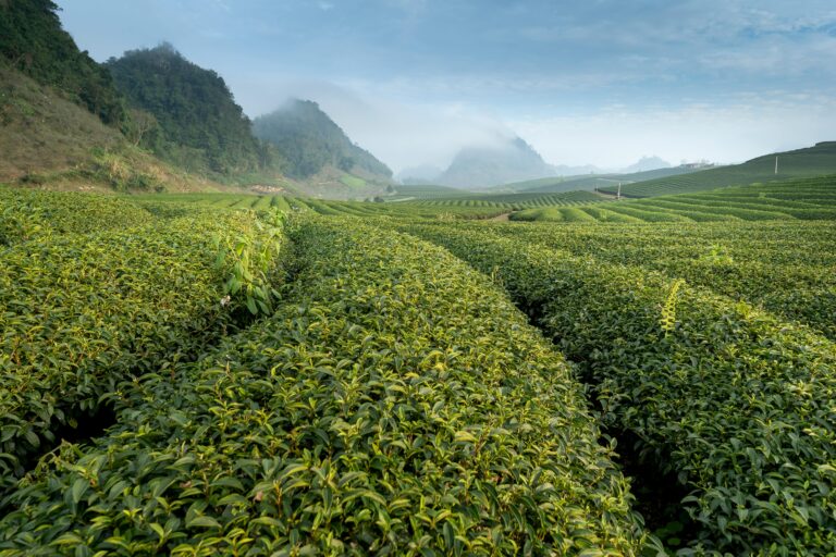 Definition of Kagoshima in the matcha glossary