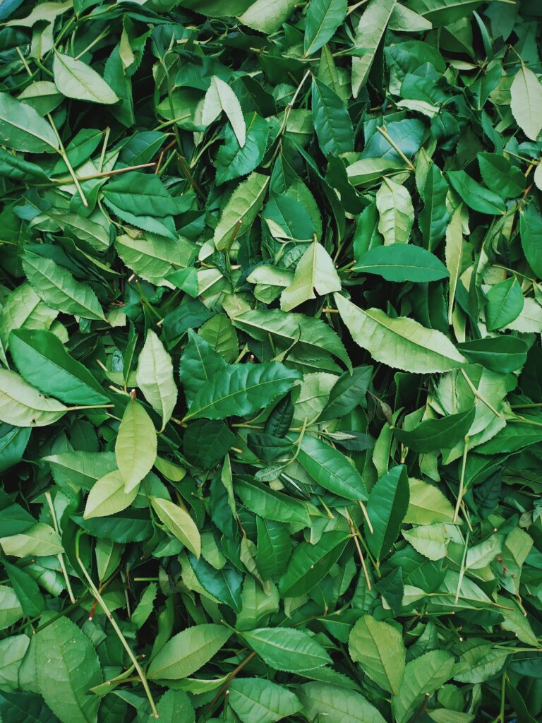 Definition of Tencha in the matcha glossary