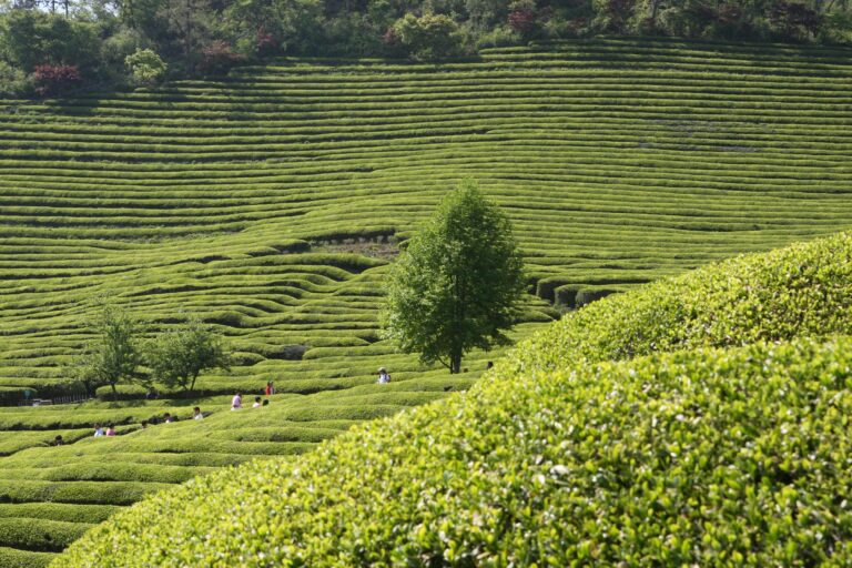 Definition of Terroir in the matcha glossary