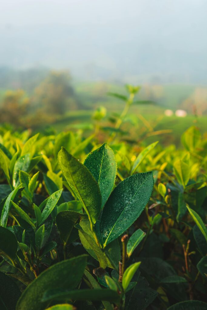 Definition of fukamushi in the matcha glossary