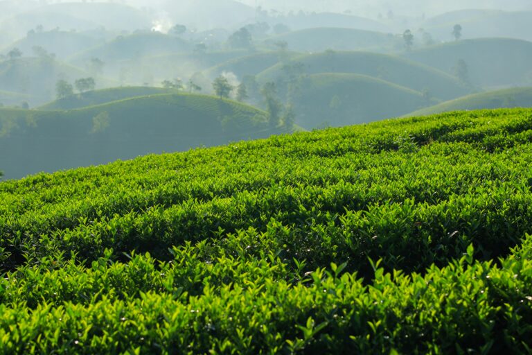 Definition of single-origin in the matcha glossary