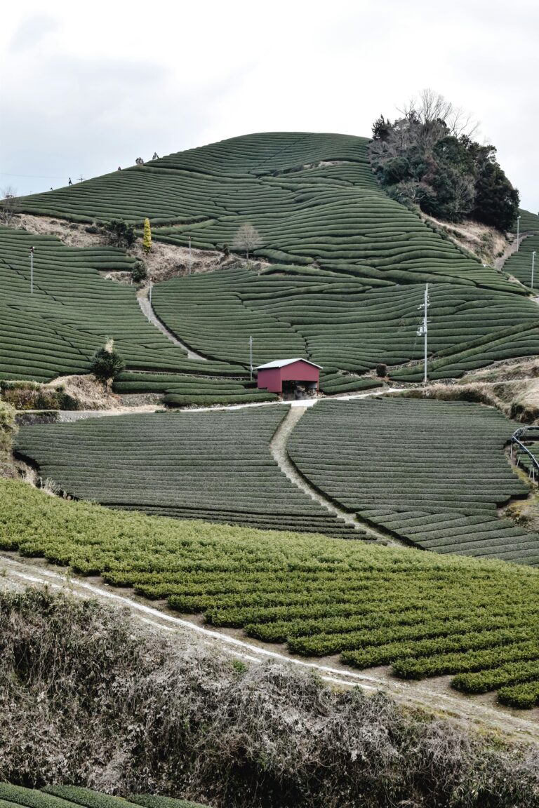 Cultivation & Growing Methods in the matcha glossary
