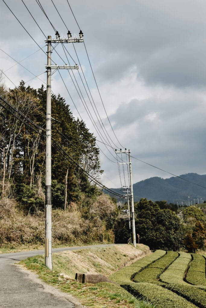 Definition of kabusecha in the matcha glossary