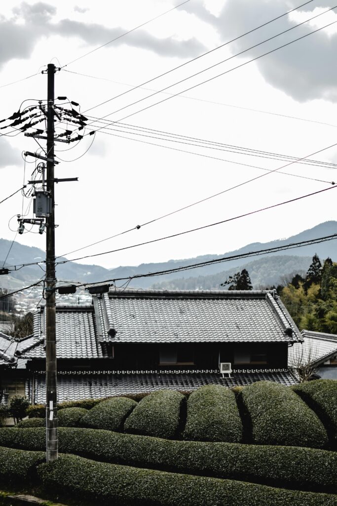 Definition of Shizuoka in the matcha glossary