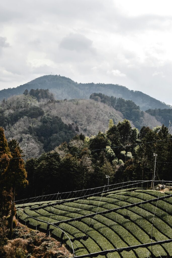 Discover how volcanic soil