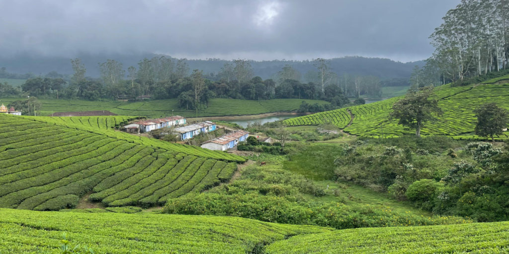 Picture of a matcha field