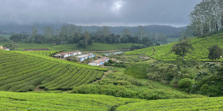 Picture of a matcha field