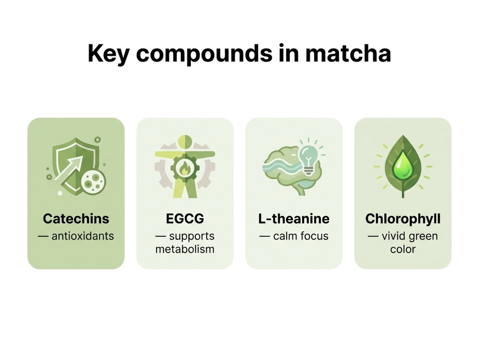 Infographic of matcha's key compounds: catechins, EGCG, L-theanine, and chlorophyll with their roles