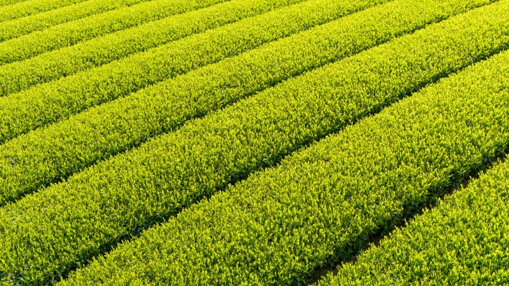 Sugimoto Tea Company YouTube channel cover