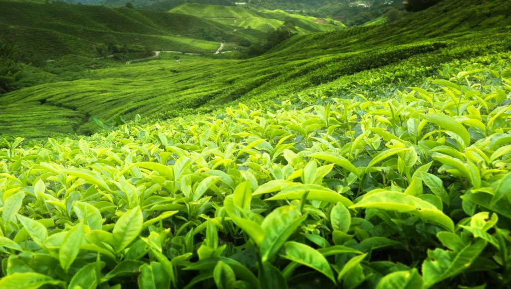 Zen Green Tea YouTube channel cover