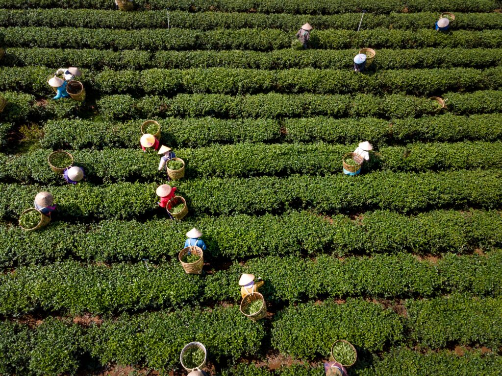 Definition of Yabukita in the matcha glossary