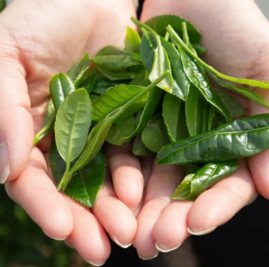 Two cupped hands holding freshly picked green tea leaves