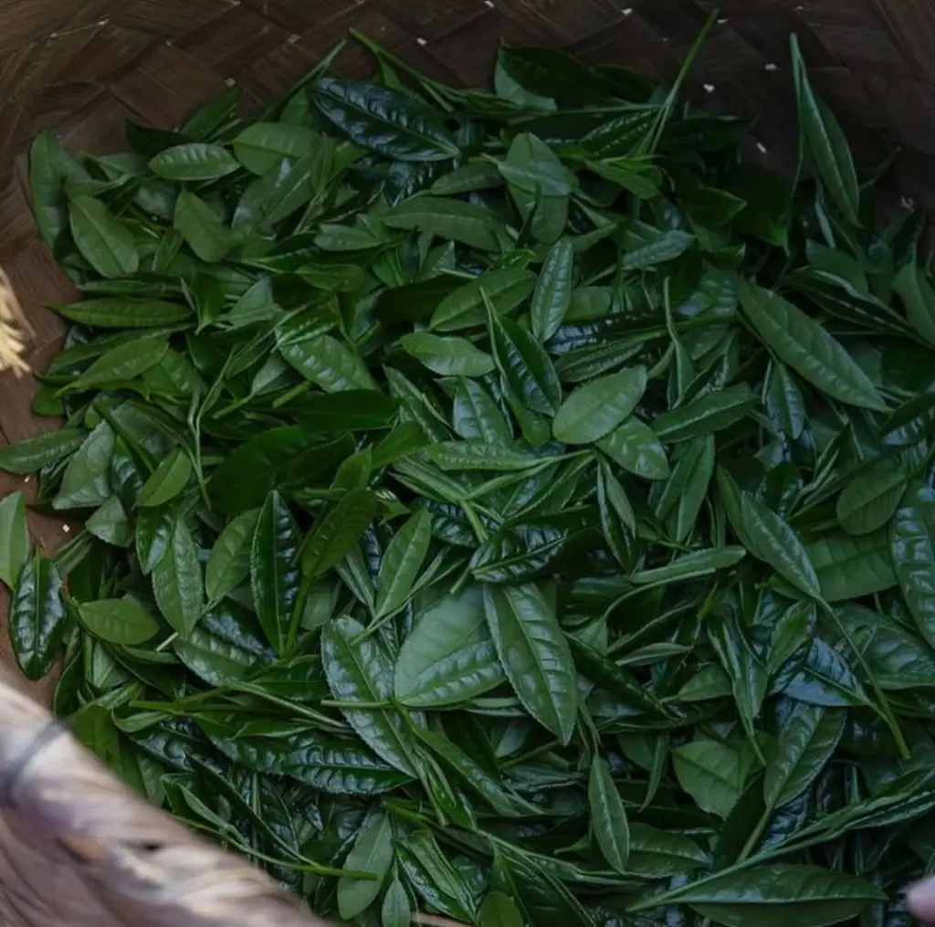 Fresh green tea leaves filling a woven basket