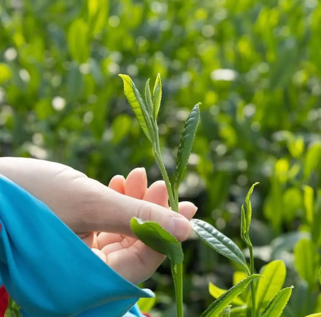 Hand gently picking a young shoot from a green tea plant