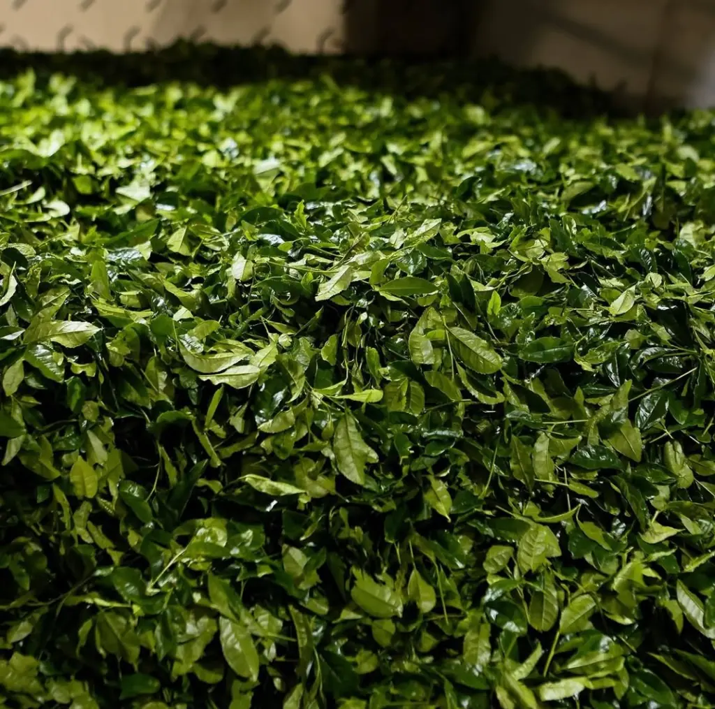 Large pile of glossy green tea leaves under bright light