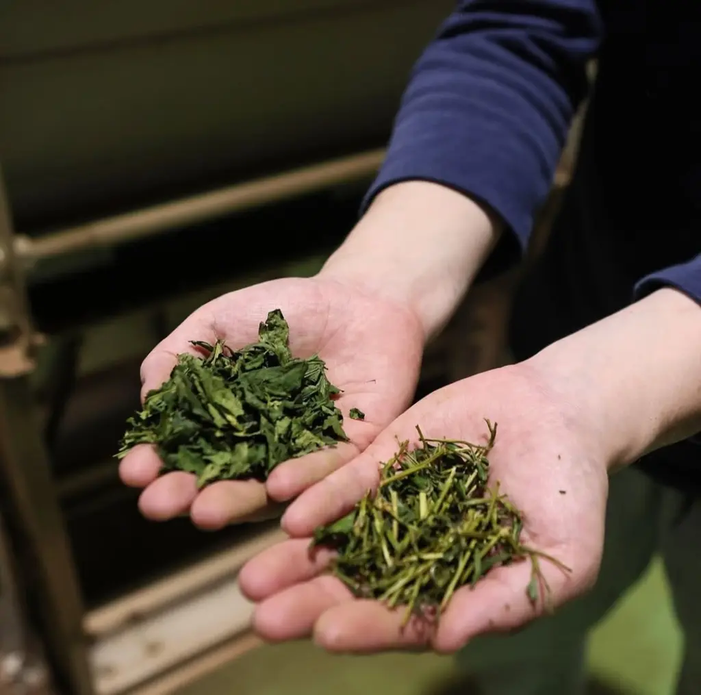 Two hands holding separate piles of dried leaves and stems