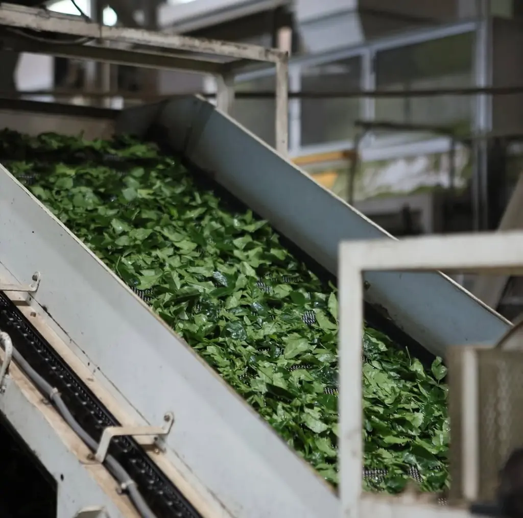 Green tea leaves moving along an inclined industrial conveyor