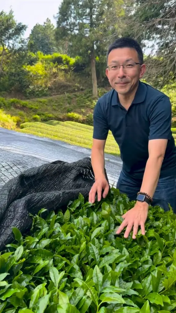 Person standing behind a large pile of fresh green tea leaves