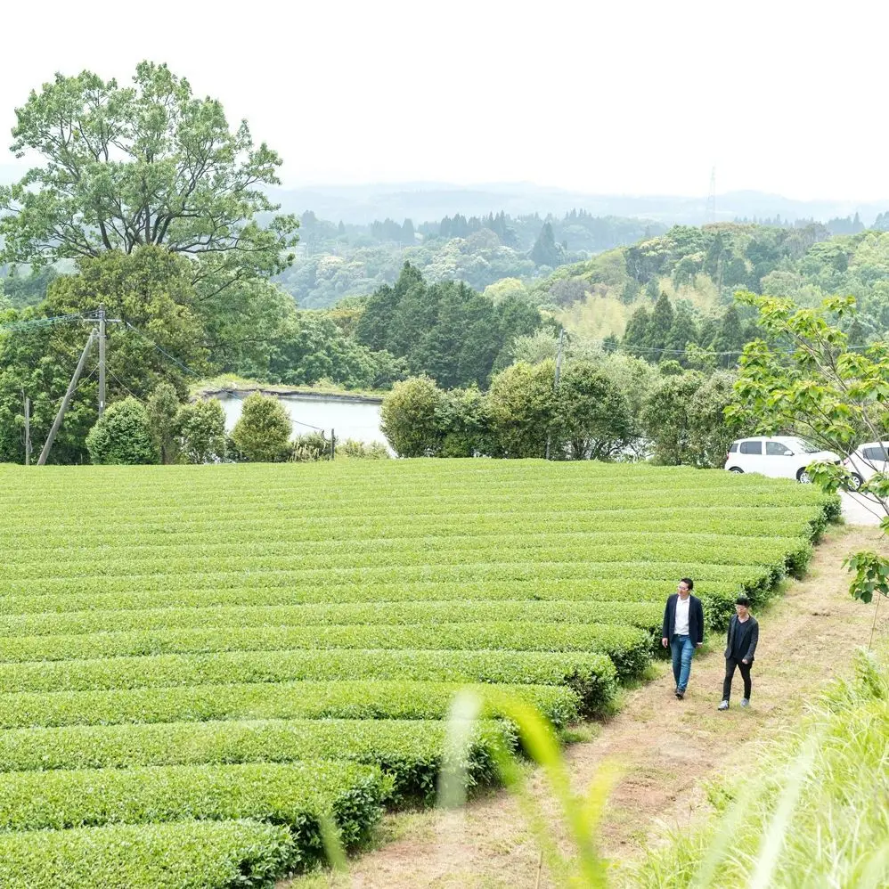Two people walking along a path beside rows of green tea plants