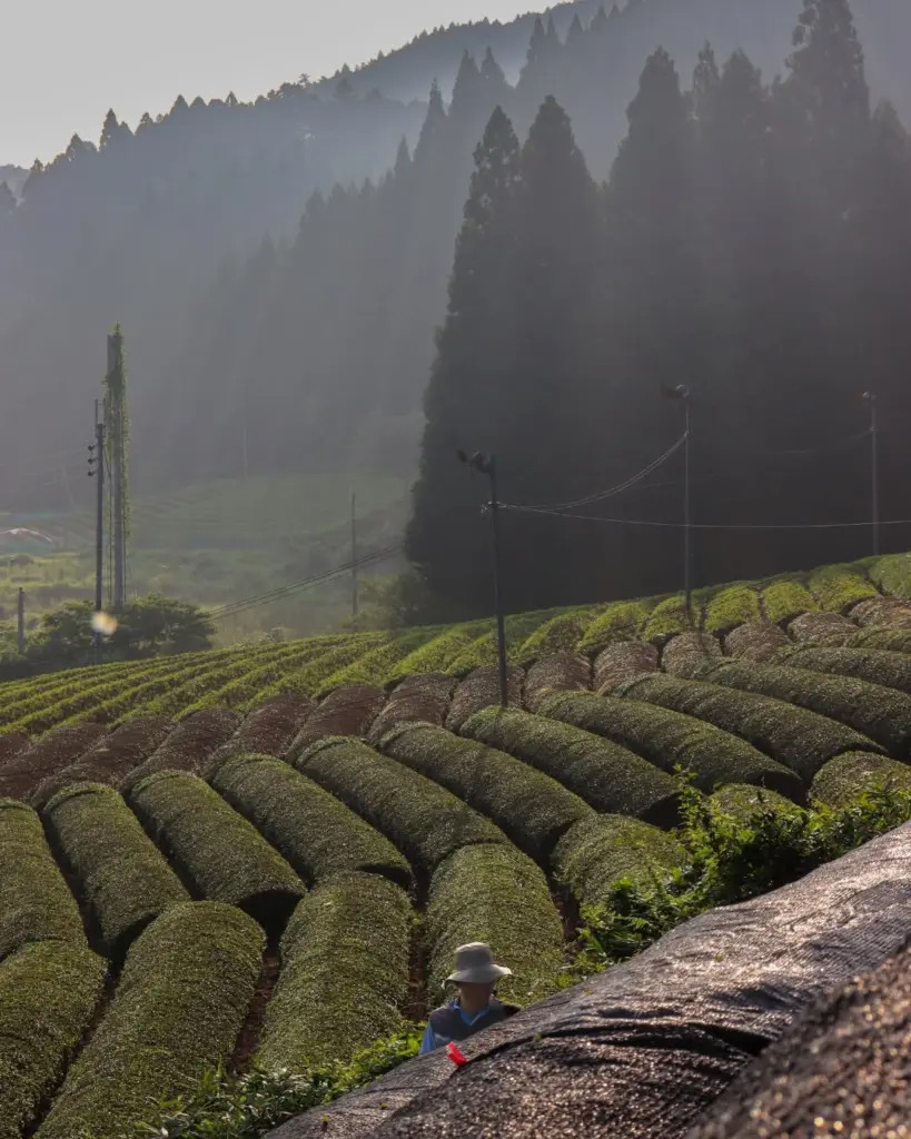 Curving rows of tea bushes on a misty hillside with a worker in the foreground