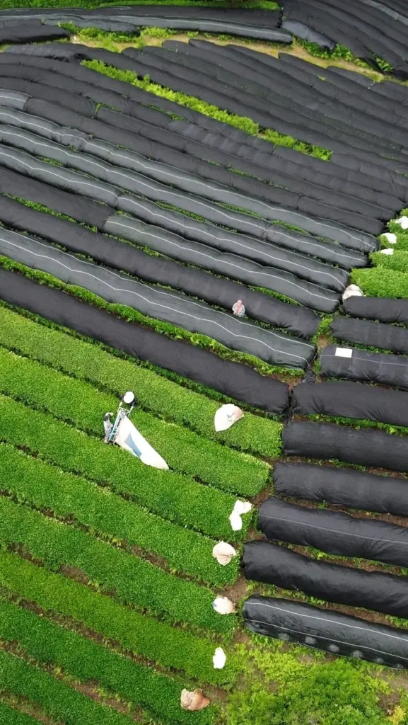 Aerial view of tea rows covered with long black shade cloths