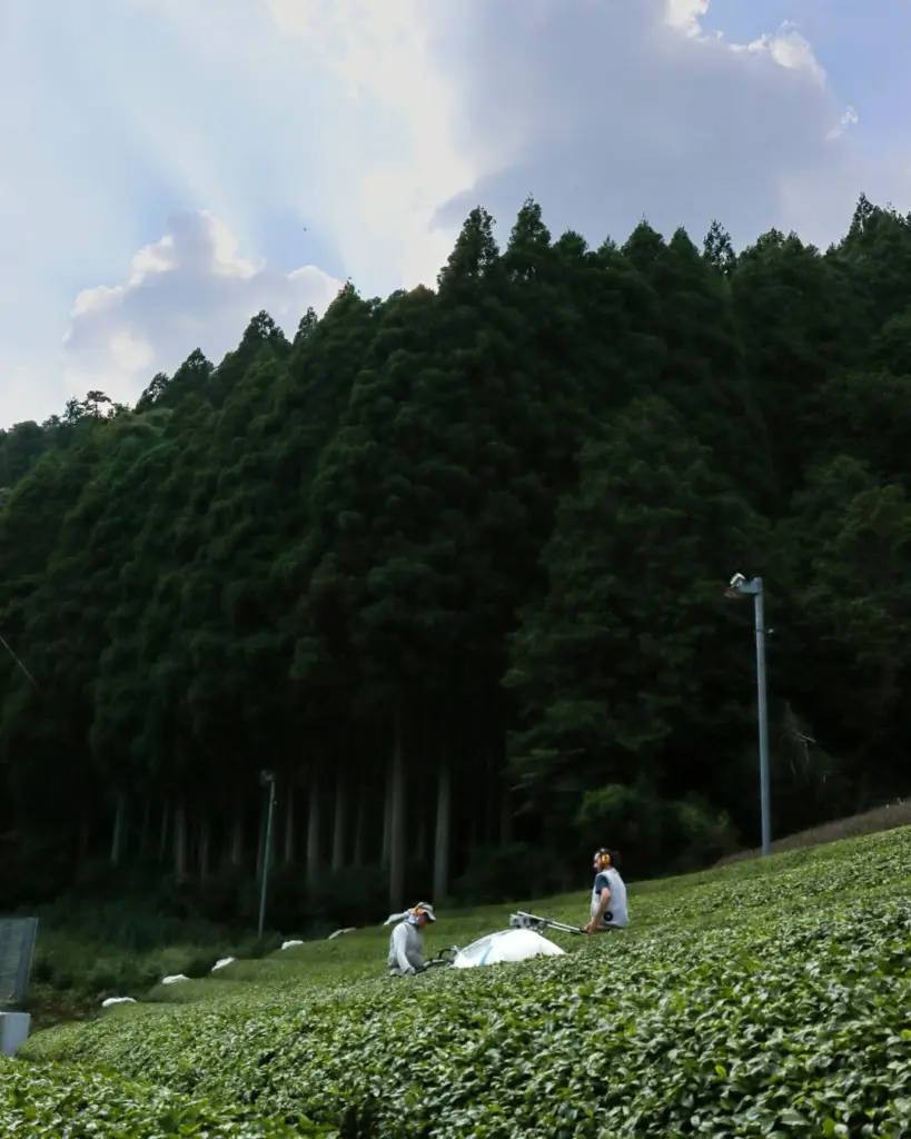 Two workers among rows of tea bushes beneath a forested hillside