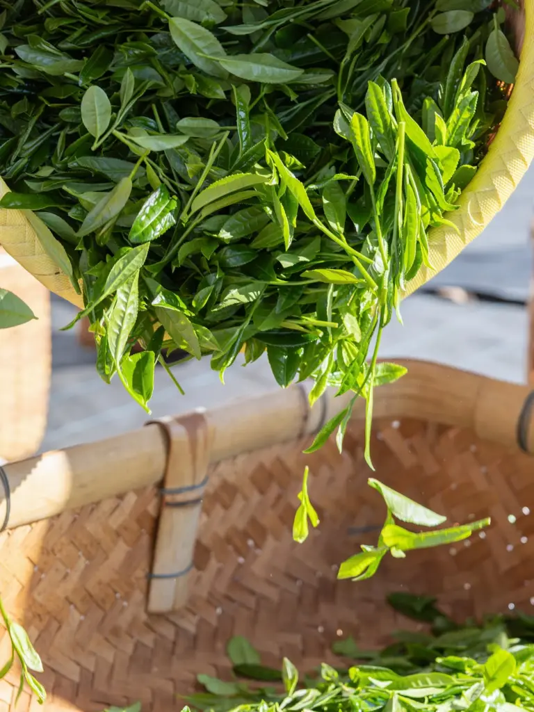 Fresh green tea leaves falling between woven bamboo baskets